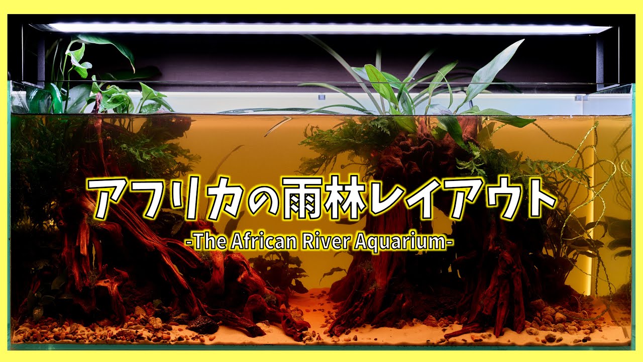 【アクアリウム】アフリカのジャングル水槽をレイアウト Aquarium Kind #24 ネイチャーアクアリウム/4K/水草/Nature African Jungle River aquascape