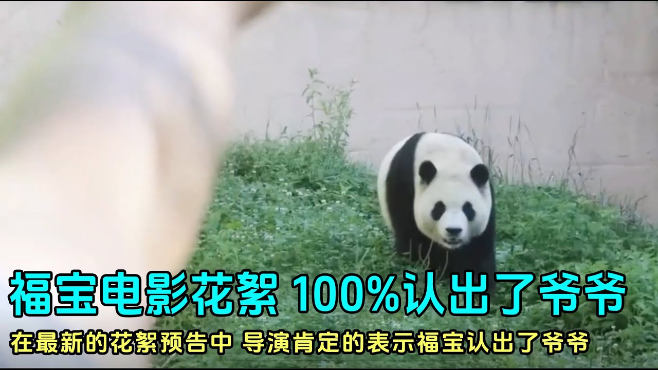 8.21日福宝大电影最新花絮，导演表示100%确信福宝认出了姜爷爷#panda #fubao #푸바오