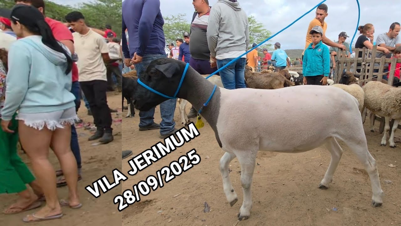FEIRA DE ANIMAIS NA VILA JERIMUM T.N-PE DOMINGO 28/09/2025 A MELHOR DA REGIÃO NORDESTE 