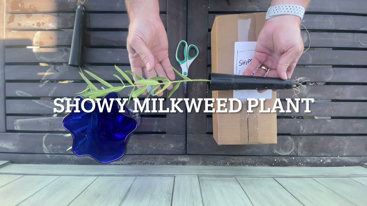 Unboxing Showy Milkweed Plant 4K