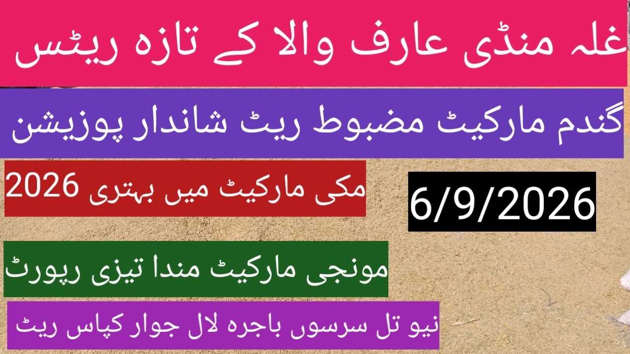 Today wheat price in Punjab 2026|| Dhan ka rate today| till maki sarson| ghalla Mandi rate today