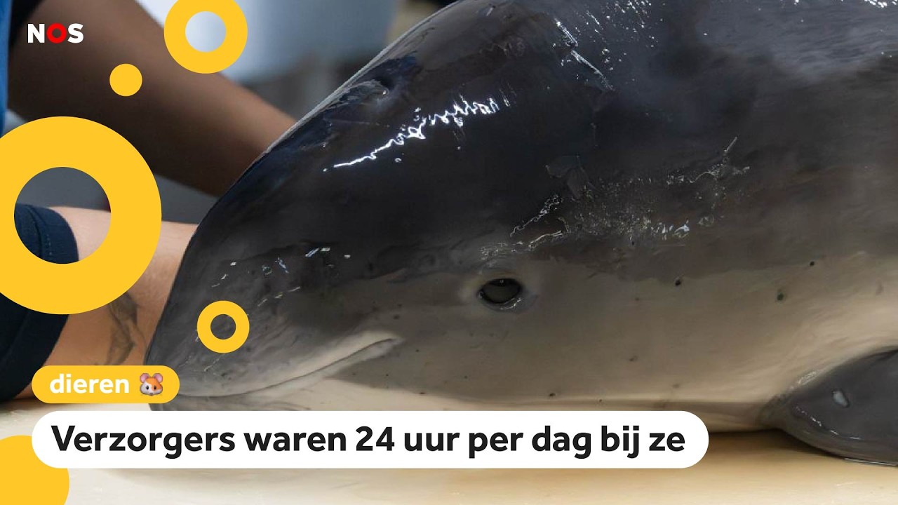 Het gaat goed met de twee aangespoelde bruinvissen