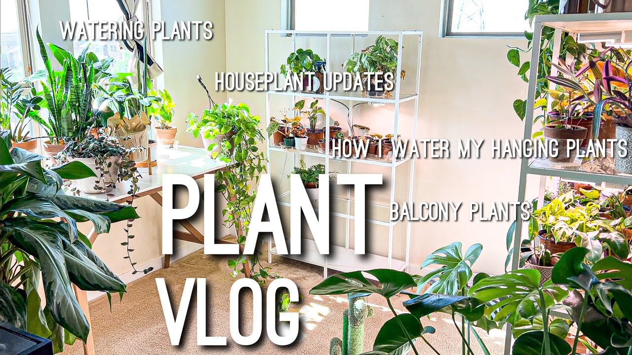 Planty Updates, Removing dead foliage on plants! | Chit Chat Planty Vlog