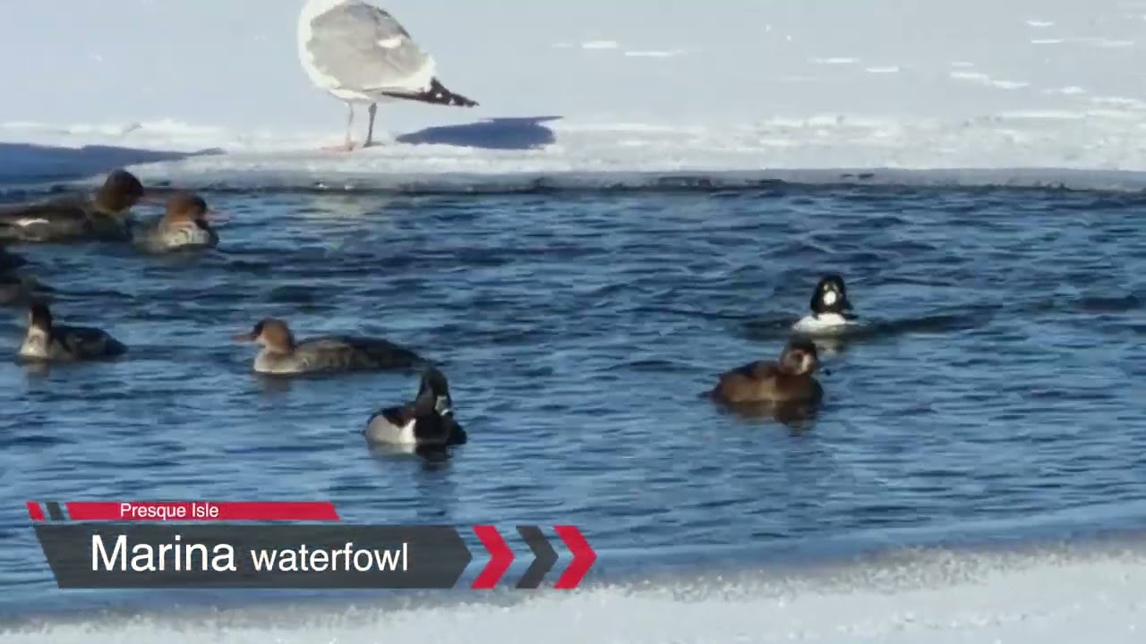 A winter's day at Presque isle State Park - Erie, PA