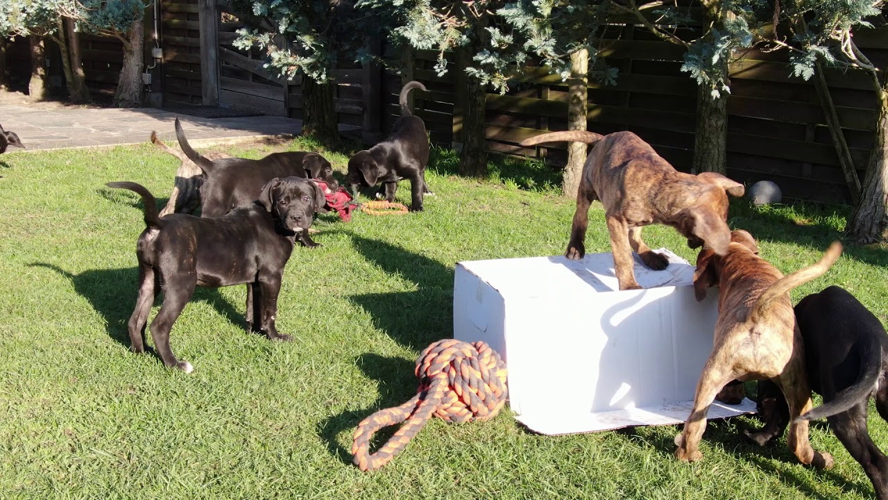 Die Cane Corso & Presa Canario Welpen 12 13 Wochen alt beim spielen