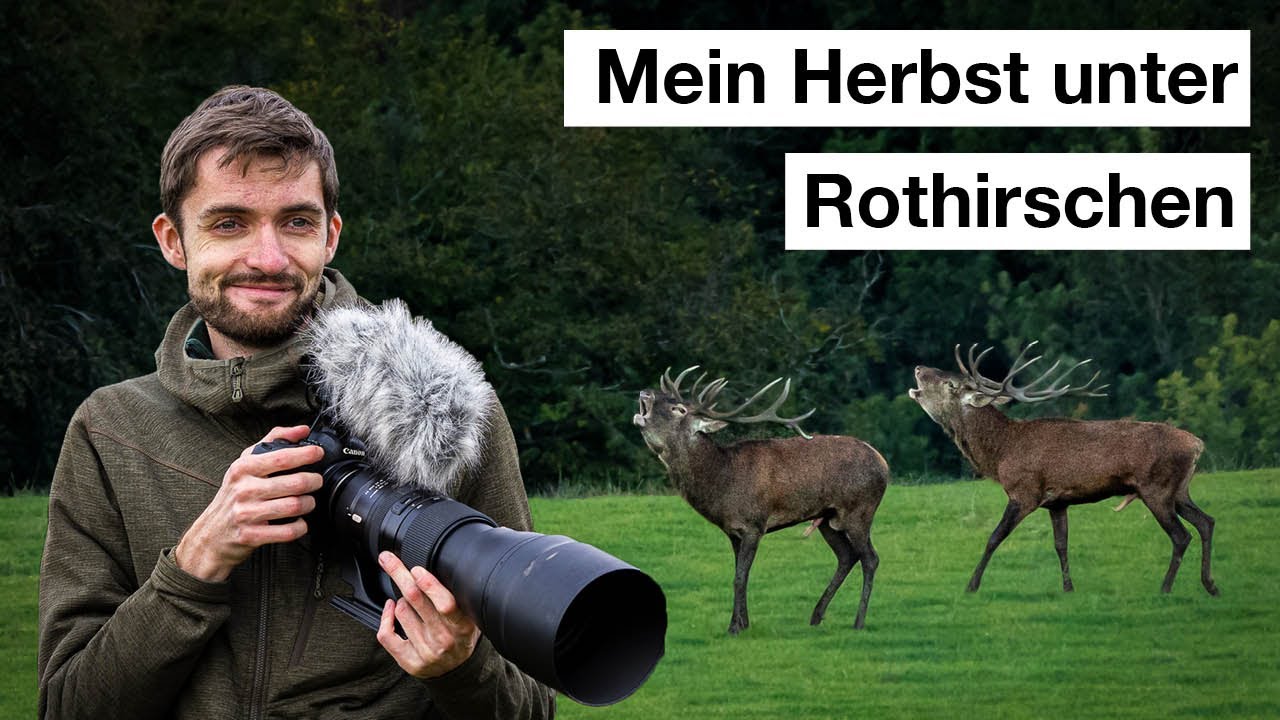 HIRSCHBRUNFT fotografieren - Abenteuer Naturfotografie im Herbst