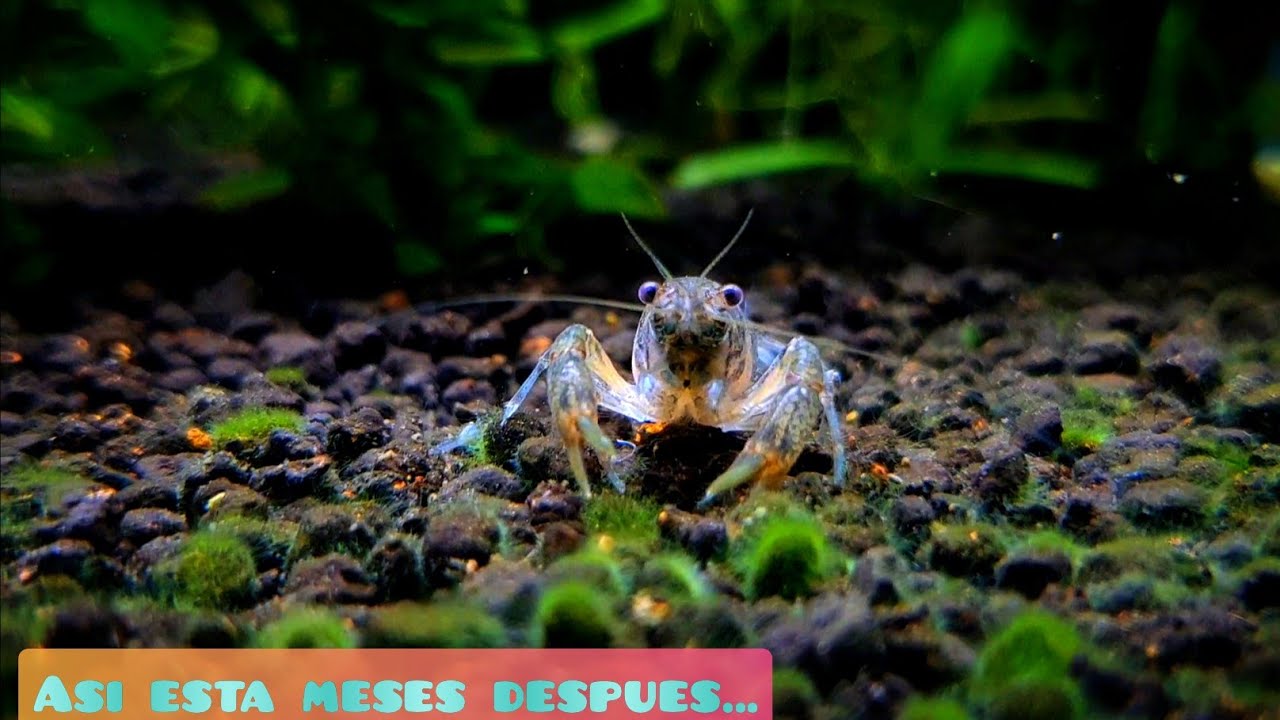¿QUE HAN HECHO LOS CANGREJOS EN ESTE ACUARIO? / ACUARIO DE CUARENTENA 6 MESES DESPUÉS
