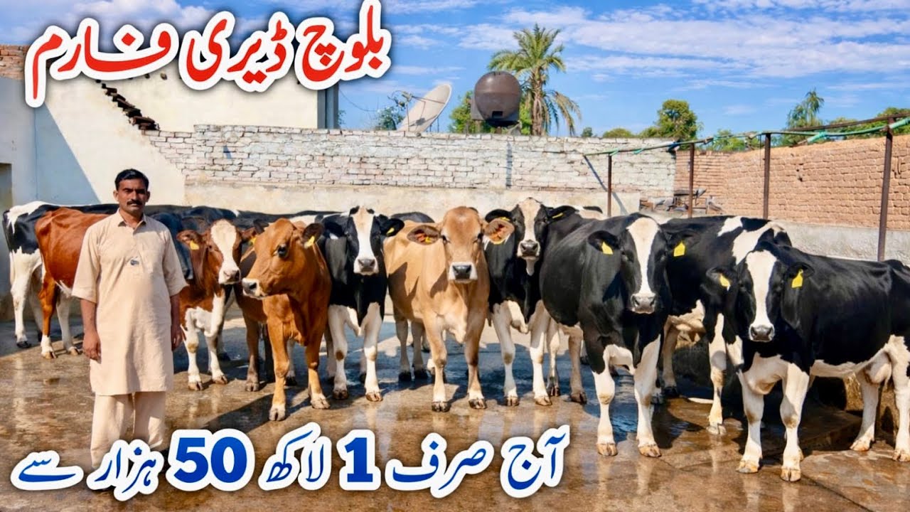 🐄✨ Baloch Dairy Farm | Imported High Milk Cows 🐮 | Best Dairy Farm in Pakistan 🇵🇰
