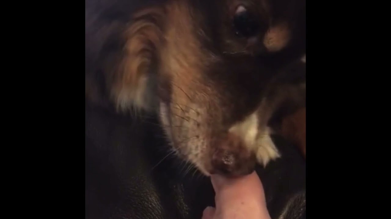 15 min loop ASMR dog biting toenail