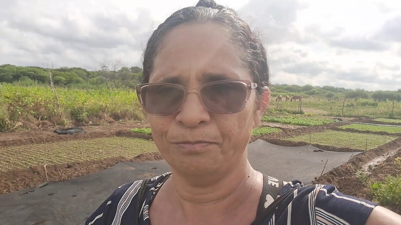 Mostrando os pés de abóboras  em Mamoeiro Sertão 