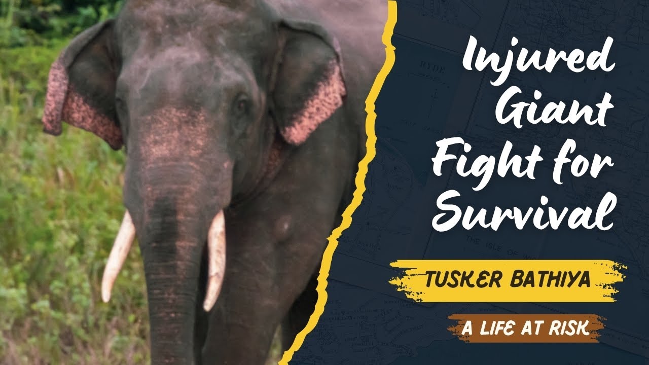 A Life at Risk: Bathiya's Critical Battle for Survival | Elephant Rescue