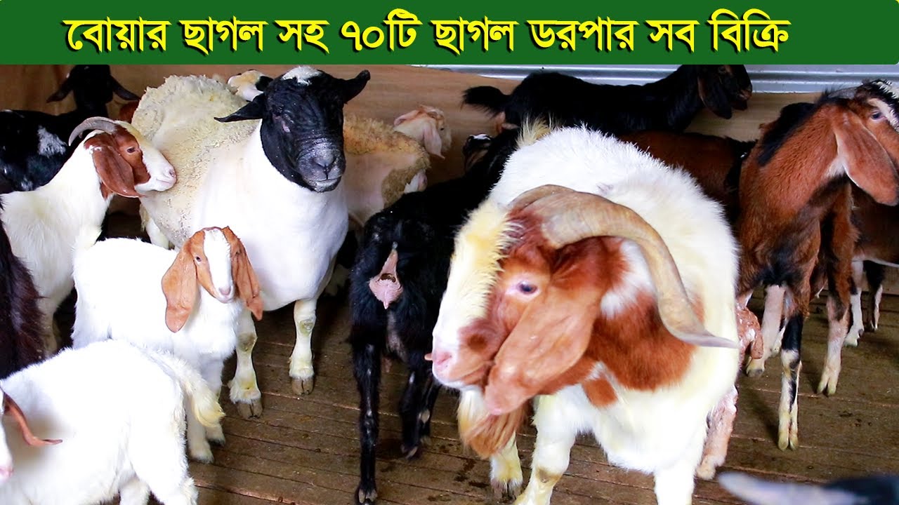 বিদেশী ডরপার বোয়ার সহ ৭০টি ছাগল নিতে পারেন খামার বন্ধ করে দিবেন goat farm