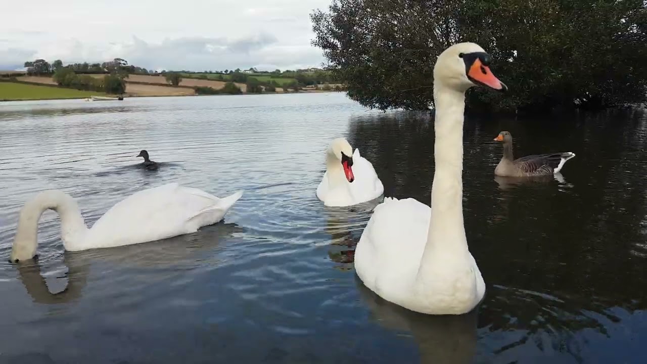 CORBET LOUGH IRELAND 🇮🇪 MUTE SWANS