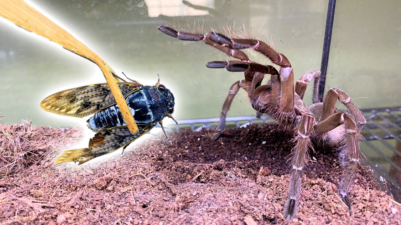 巨大タランチュラが生きたセミを捕食する瞬間