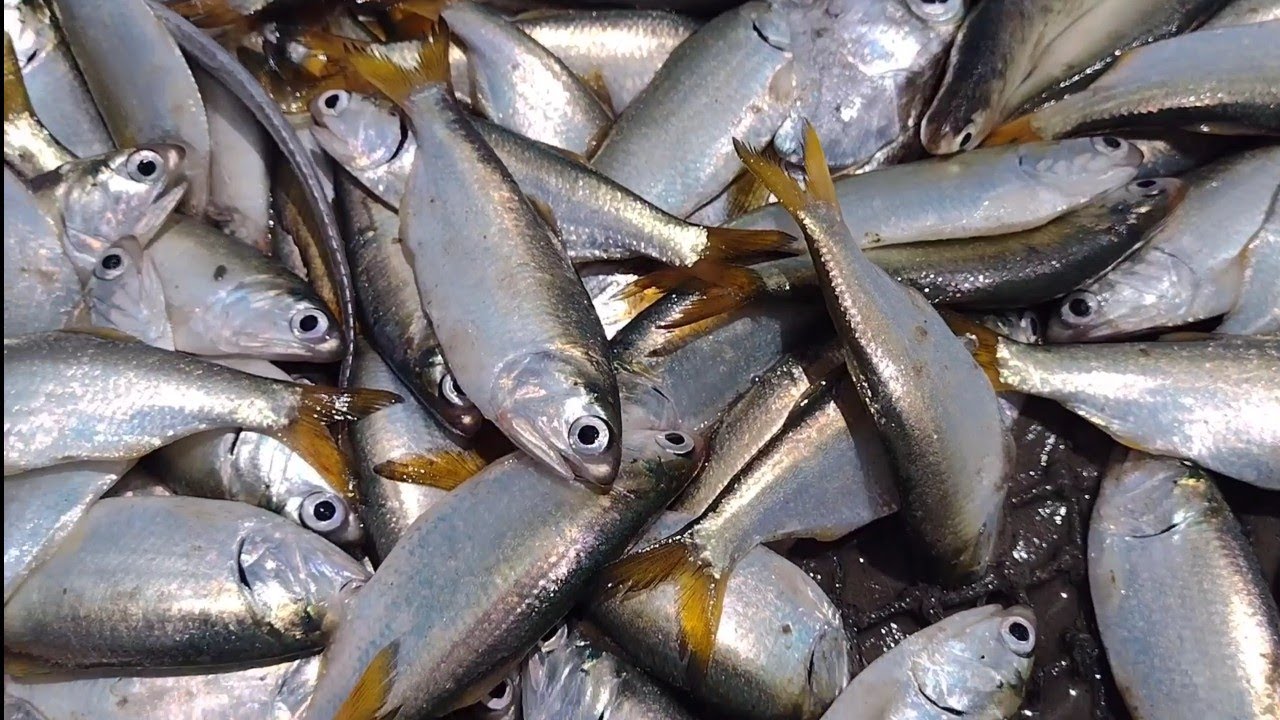 TONELADAS DE SARDINHAS NAS PRAIAS DE RAPOSA.