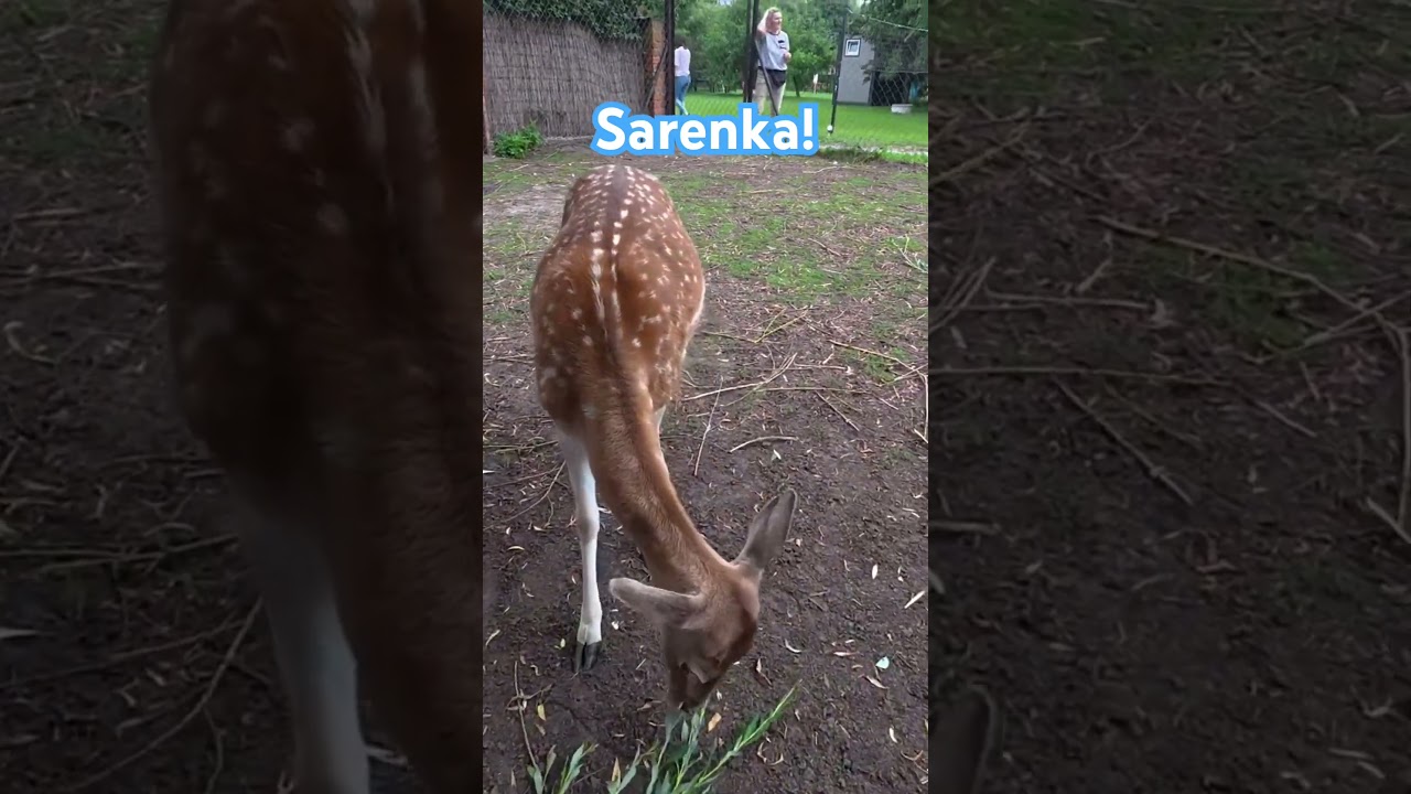 Sarenka! #minizoo #minizoovlog #gospodarstwo #agroturystyka #sarna #dladzieci #dzieci #vlogrodzinny