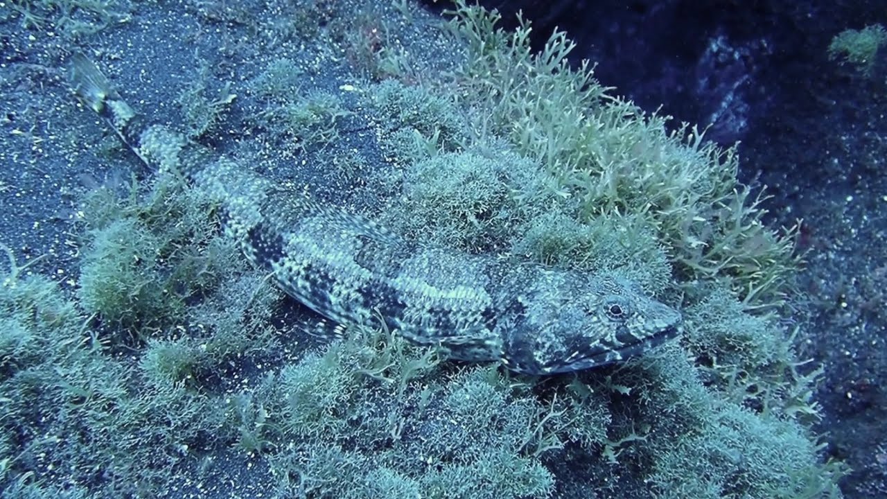 La Palma fish and marine life