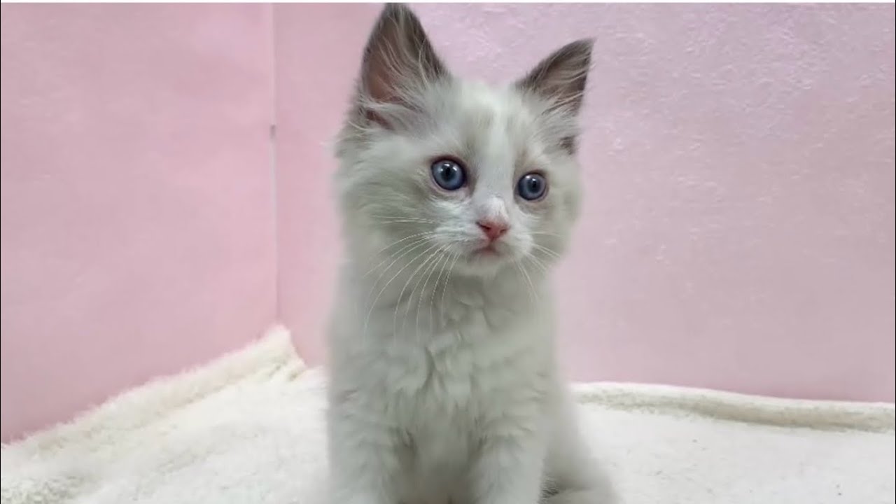 【ペットショップマルワン志村坂下店】なんでも興味津々な甘えん坊ラグドールちゃん♡