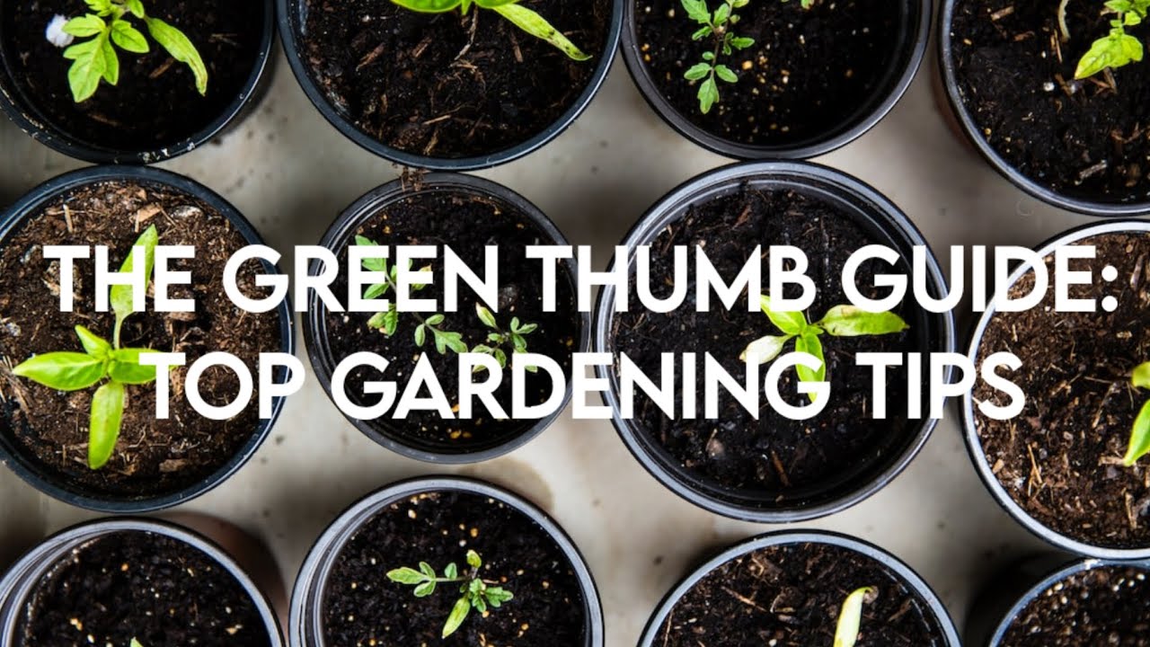 The green thumb guide: Top gardening tips @Yourgardeningguru