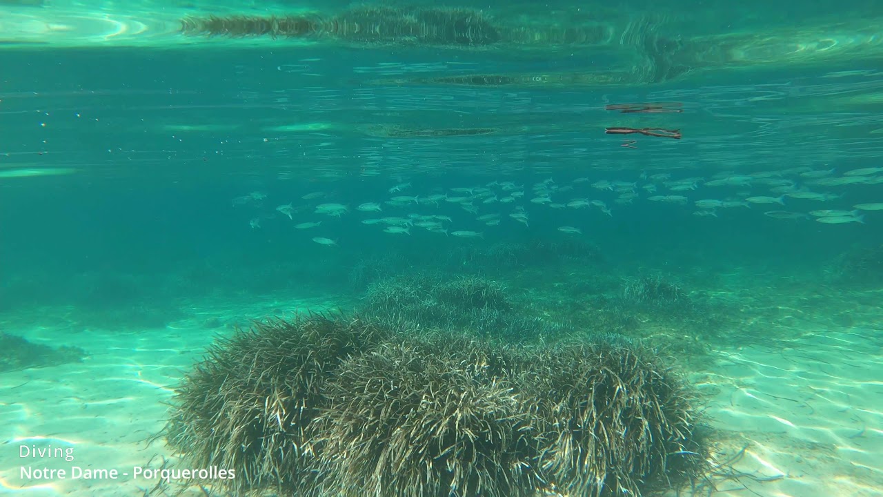 Snorkelling - Notre Dame - Porquerolles
