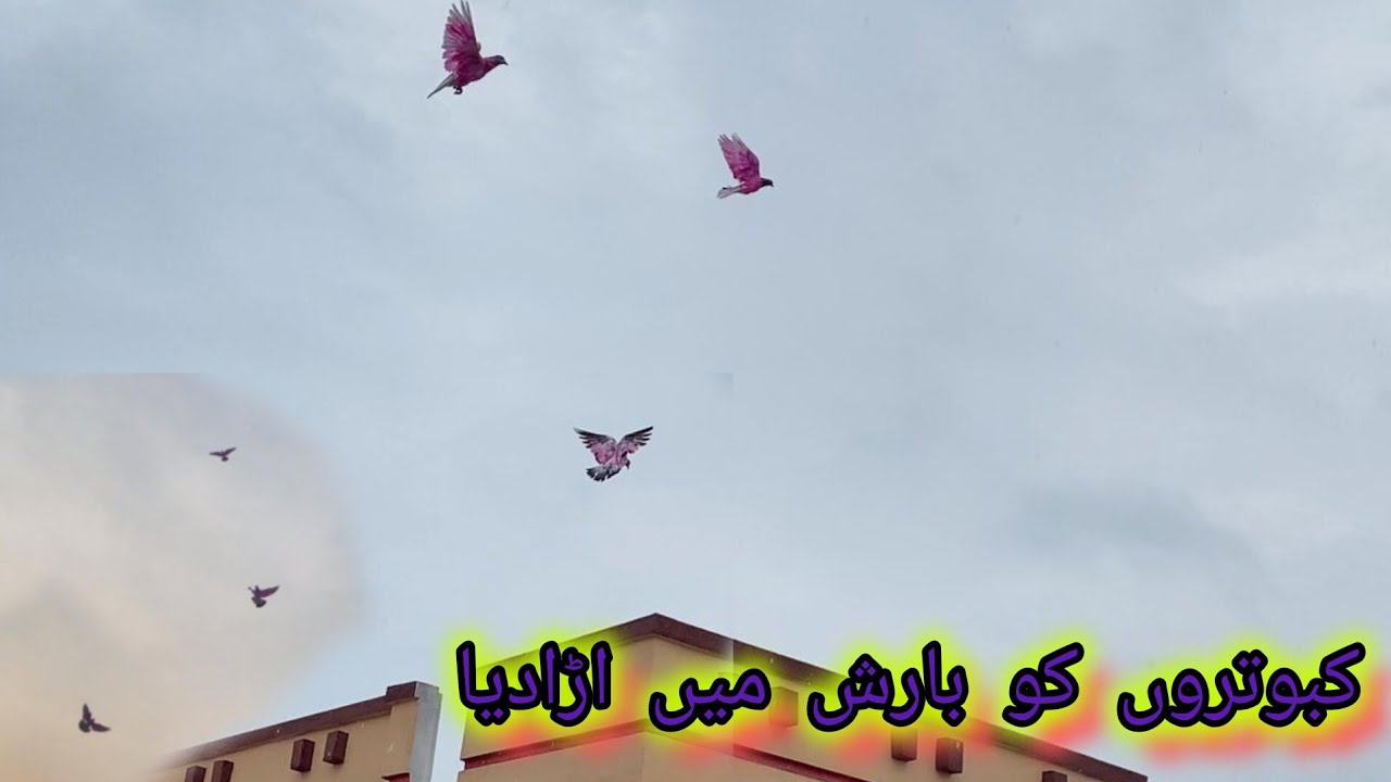 kabootaro ko barish mein urda diya sb wapis agy  July 2024
