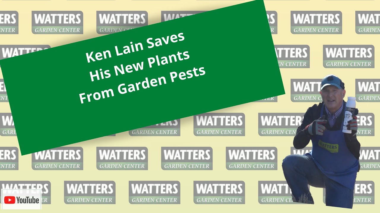 Ken Lain saves his new plants from Garden Pests