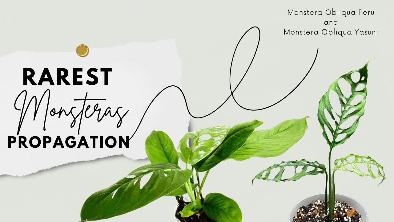 RARE: Monstera Obliqua Peru and Yasuni Propagation | Planted Mind | #rareplants #plantpropagation