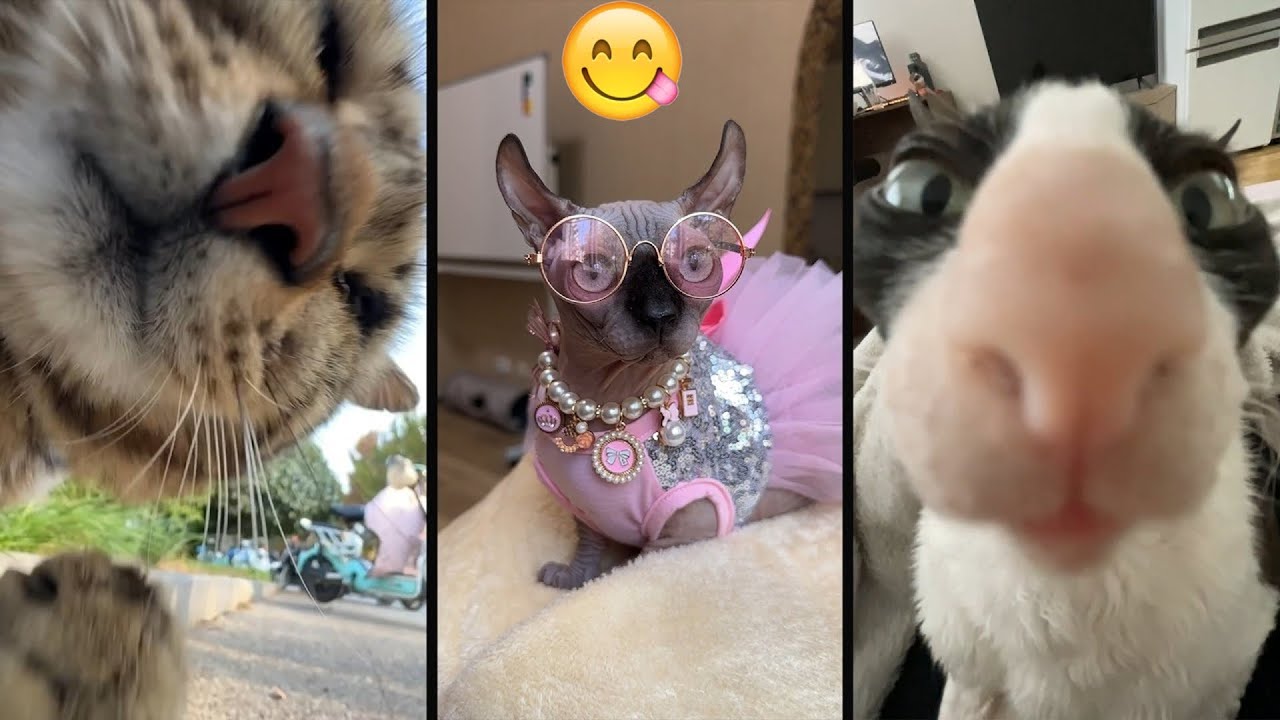 So Funny! Funniest Cats and Dogs 2024🤔New Funny Animals 2024😹🐕 part90