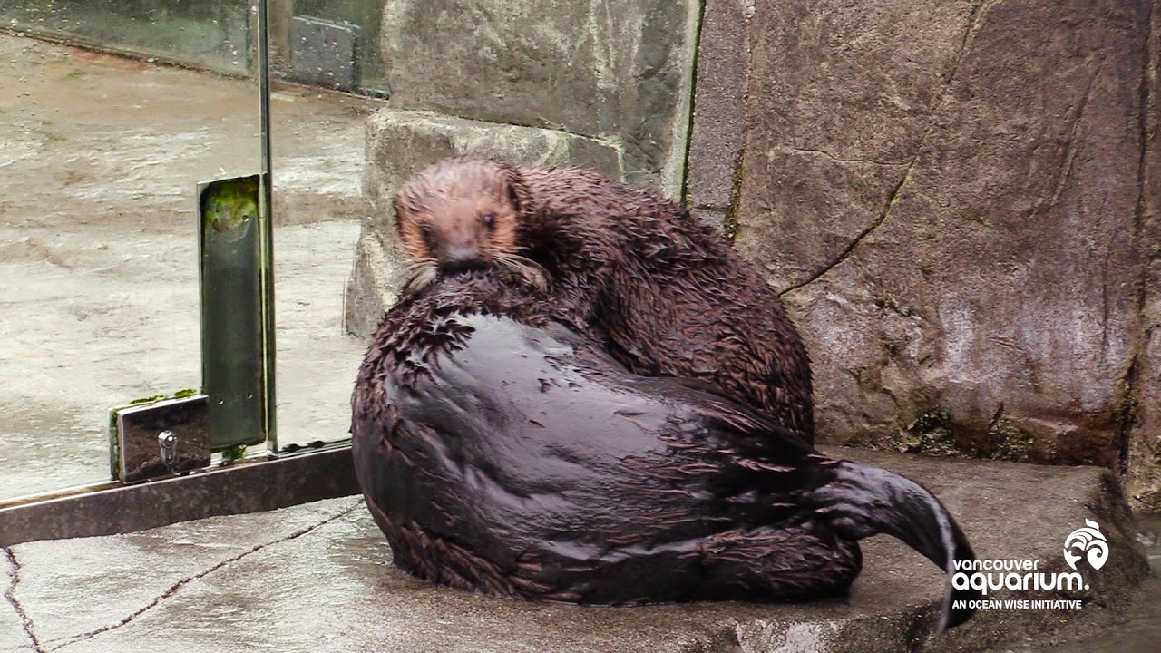Hardy meets Rialto | Sea Otters at Vancouver Aquarium