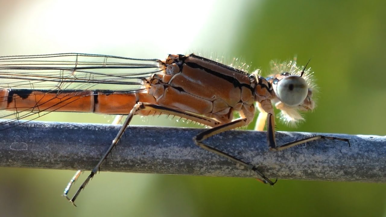 Le bio-robot | Nature = Futur !