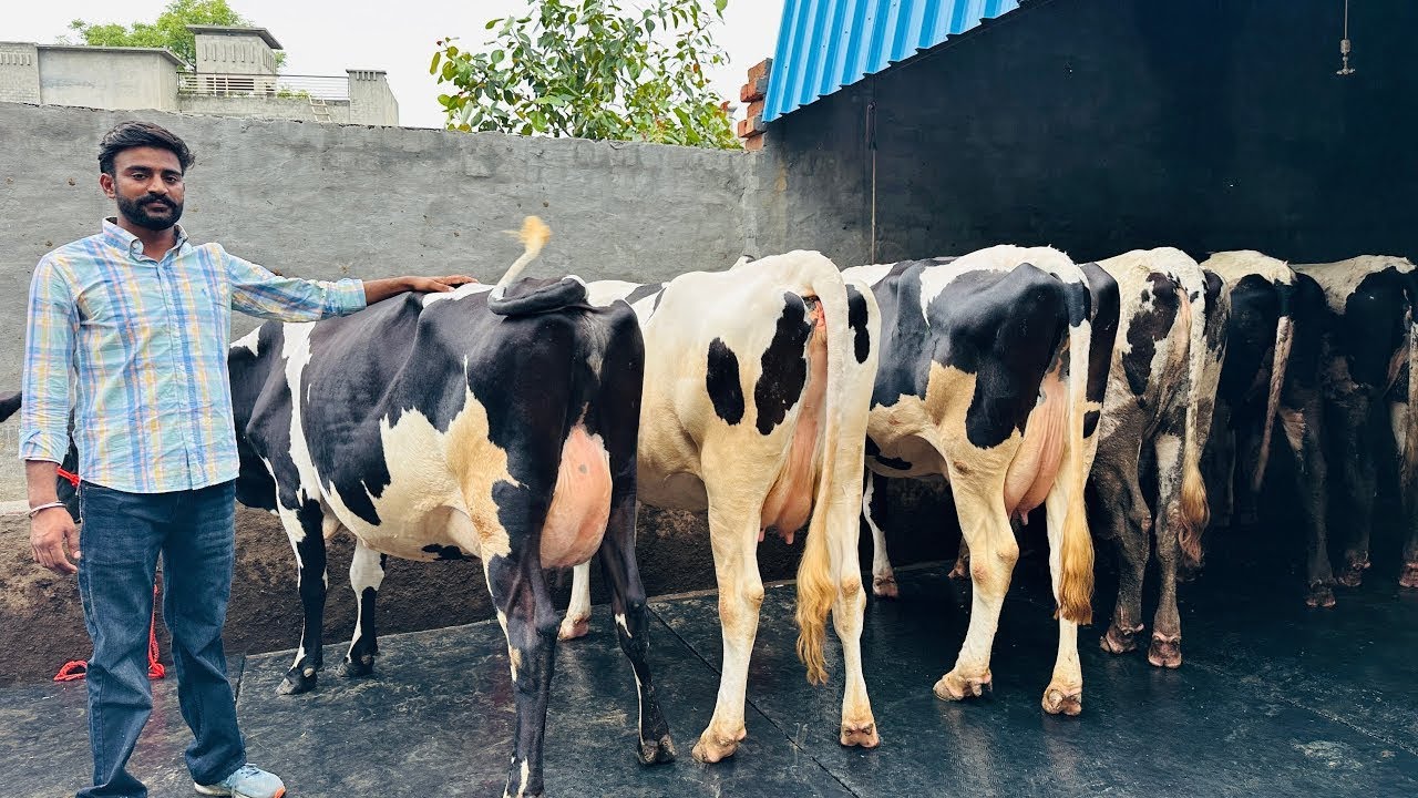 50+ Milk per day || Check Live Milking Before purchase cows || Jashan Dairy Farm