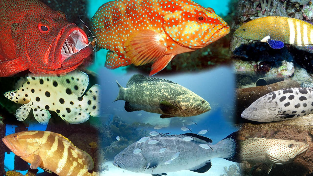 Types of grouper fish || Groupers of the world || wiki the zoophilist