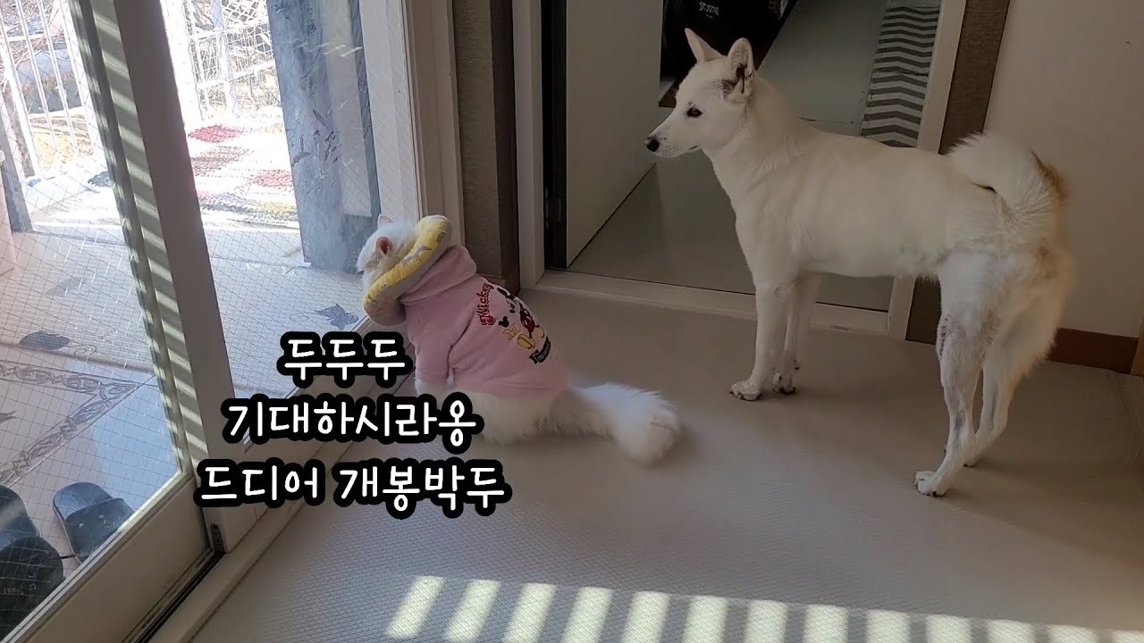 개린이 유치원 개원했어요 : 페르시안 고양이와 진돗개 강아지의 좌충우돌기