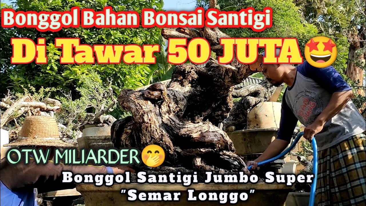 Bonsai Santigi Bahan Ditawar 50 Juta
