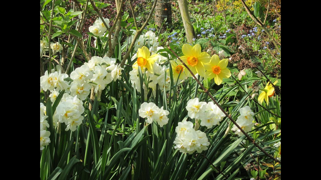 Planter les bulbes oignons de tulipes narcisses perce neige faire une jardin sauvage naturel et bio