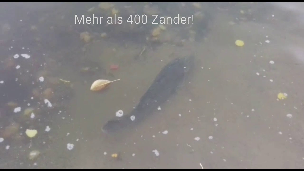 Die Zander sind los...in Brokenlande