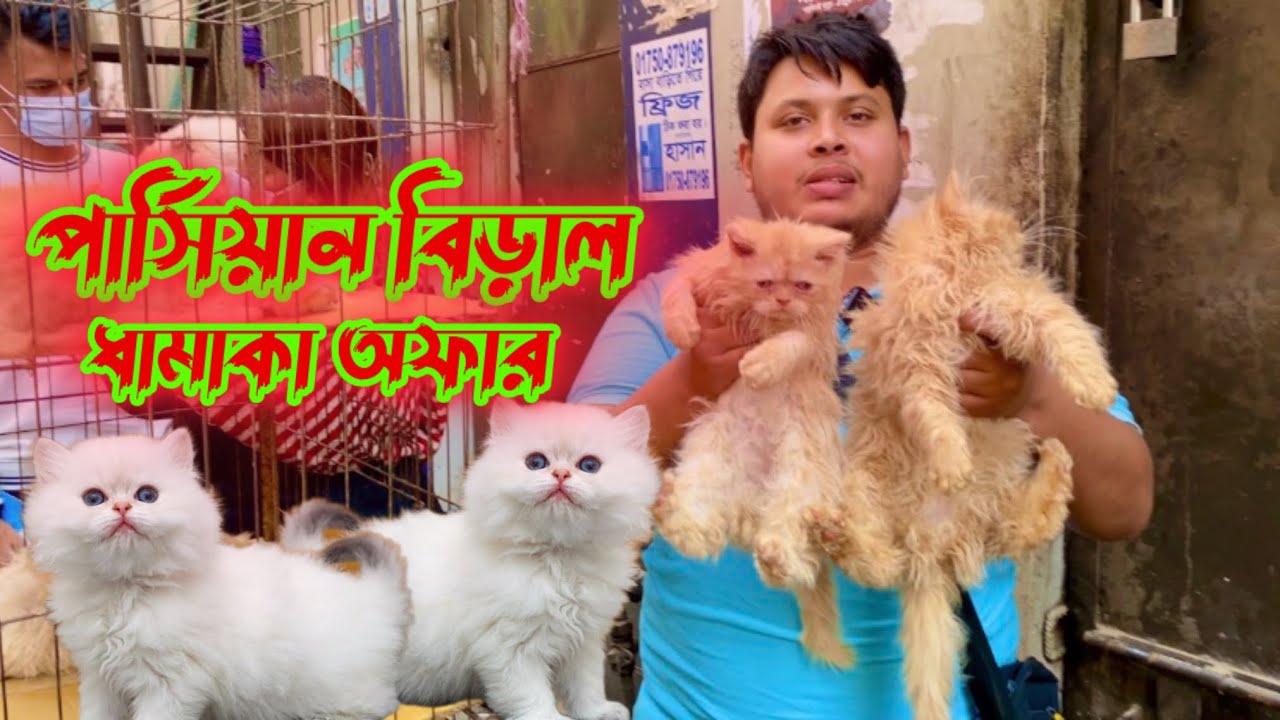 পার্সিয়ান বিড়াল ধামাকা অফার মিরপুর( ১) ঢাকা/cats and animals in mirpur1 birds market