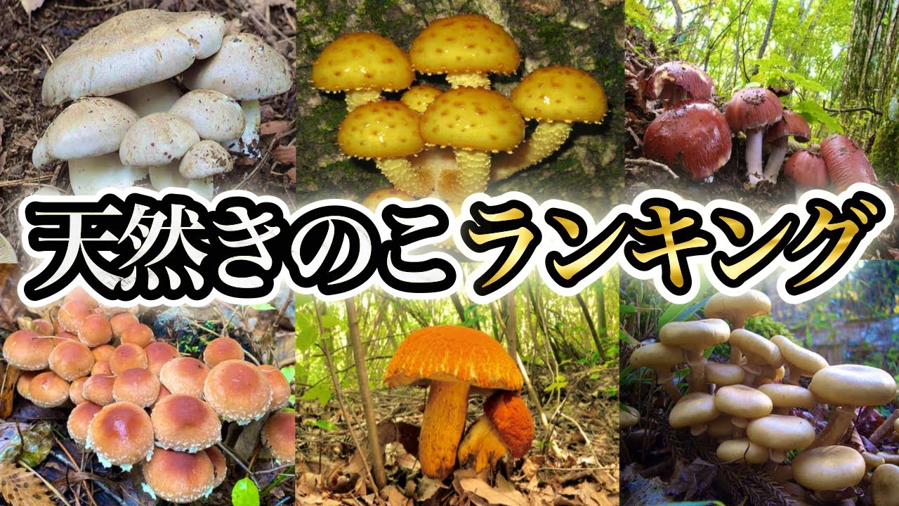 美味しい天然きのこベスト30位