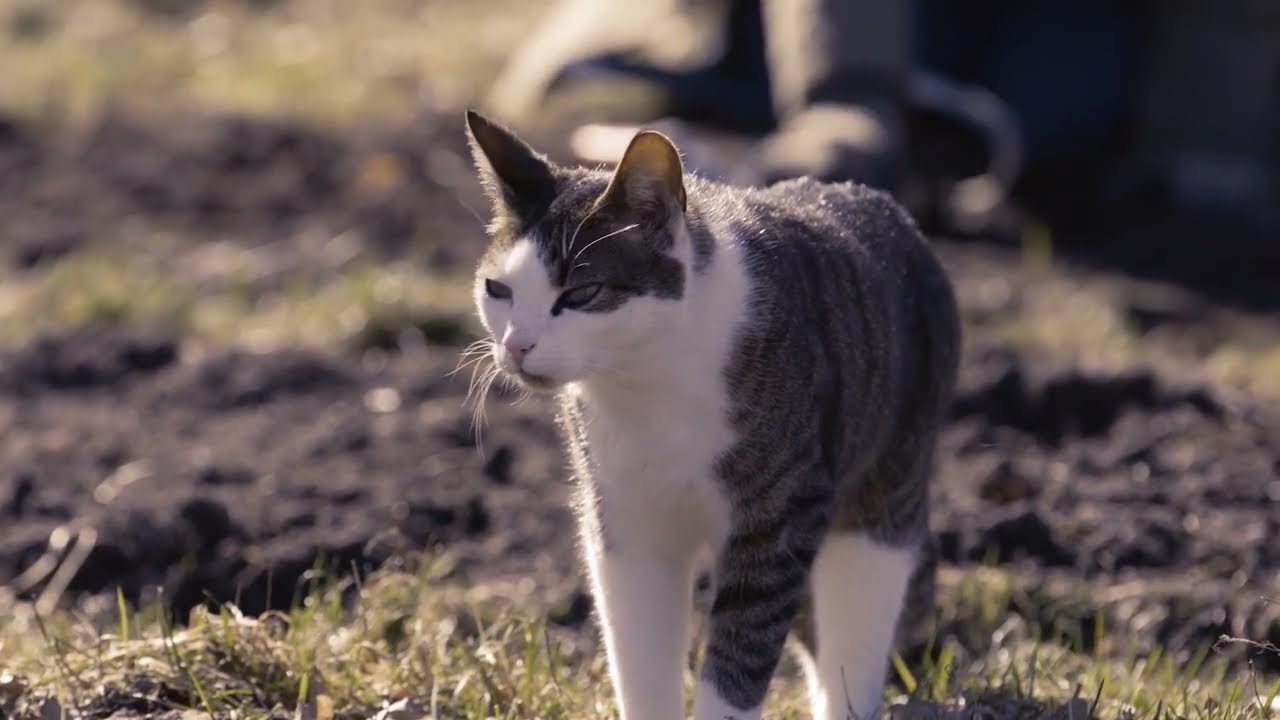 Boekel | The Farmers  From The Valley | Film