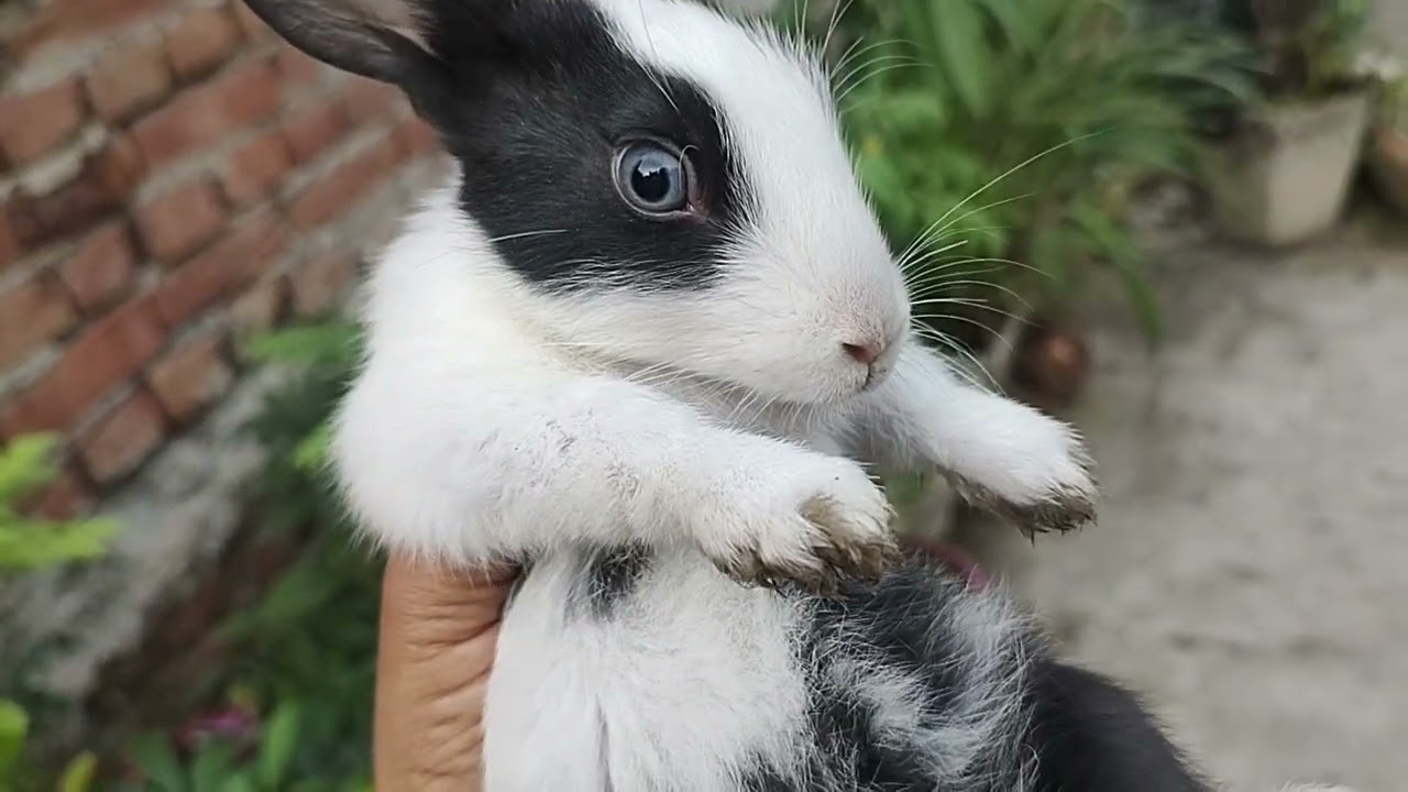 Beautiful Morning 🌼☘️🌸🐇🐾my bunnies and squrell fight#shortvideo#millionviews 