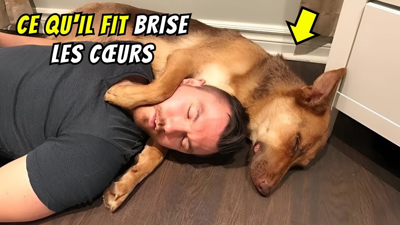 Un Chien Trouve Son Maître Endormi Au Sol : Son Geste Brise Les Cœurs