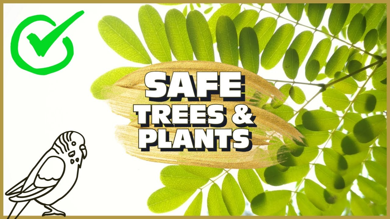 These Trees and Plants Are SAFE for Your Budgies