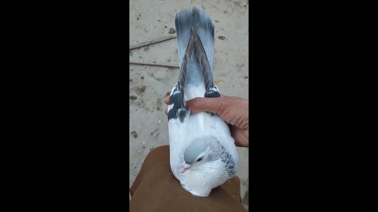 Shirazi Pigeons