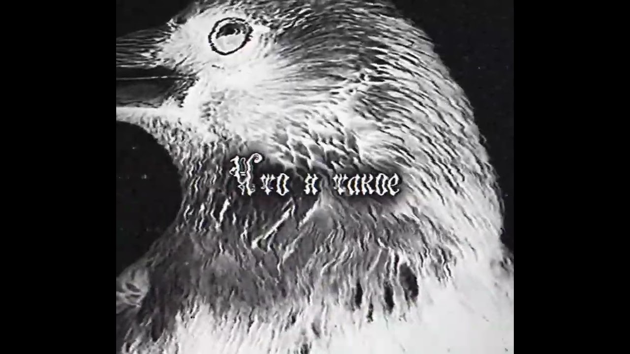 neboplachet - мор