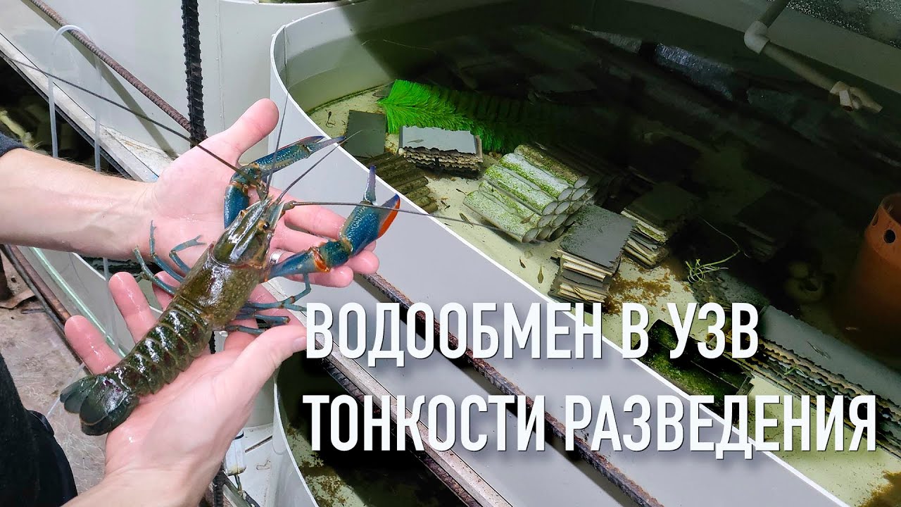 Водообмен в УЗВ для раков, тонкости разведения, задумки на следующий год