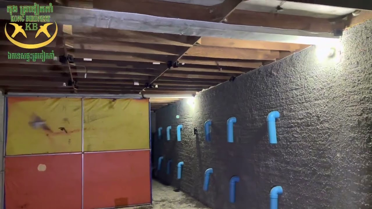 Kong Birdnest Kep Province 1