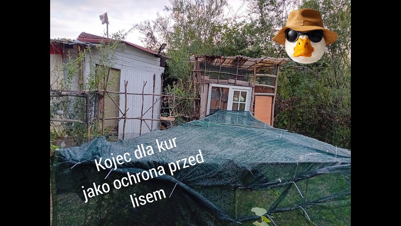 Budowa kojca dla kury i pierwszy montaż film&oacute;w na nowym komputerze :)