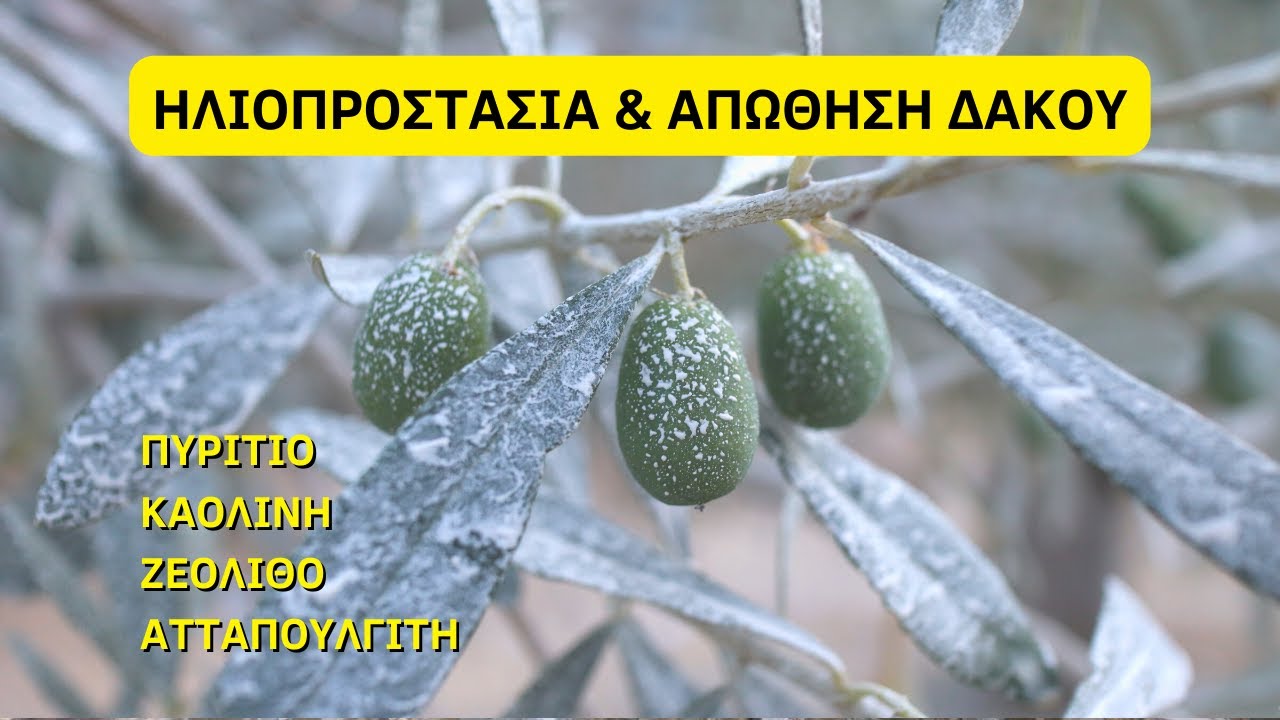 ΑΣΠΡΙΣΜΑ ΔΕΝΤΡΩΝ ΜΕ ΚΑΟΛΙΝΗ  ΠΥΡΙΤΙΟ ΑΤΤΑΠΟΥΛΓΙΤΗ  ΖΕΟΛΙΘΟ