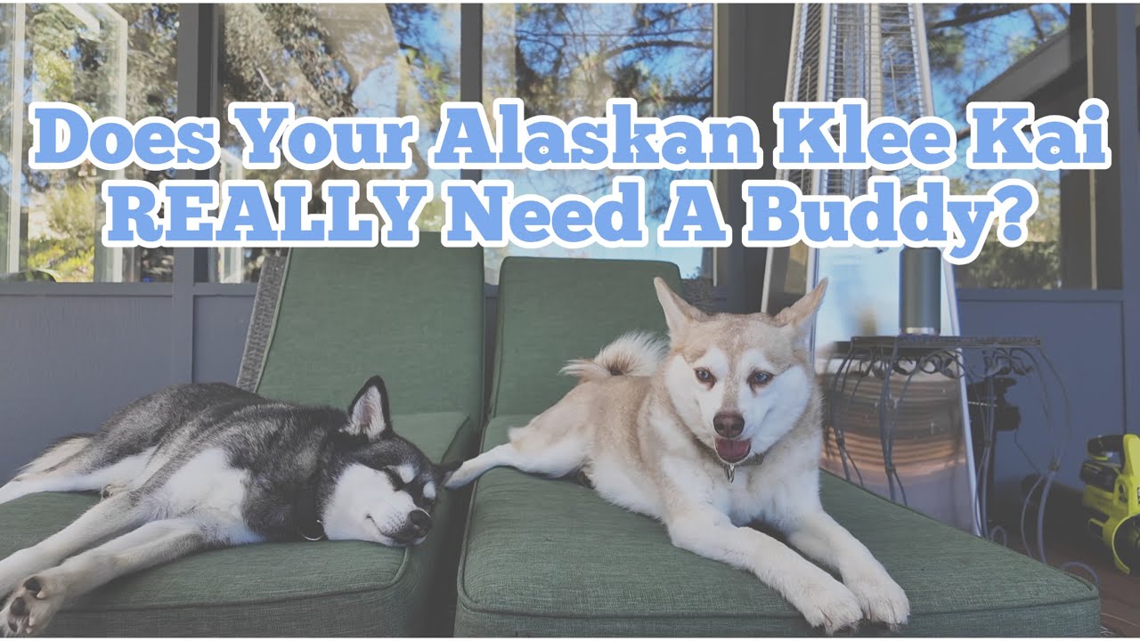 Does Your Alaskan Klee Kai REALLY Need a Buddy?