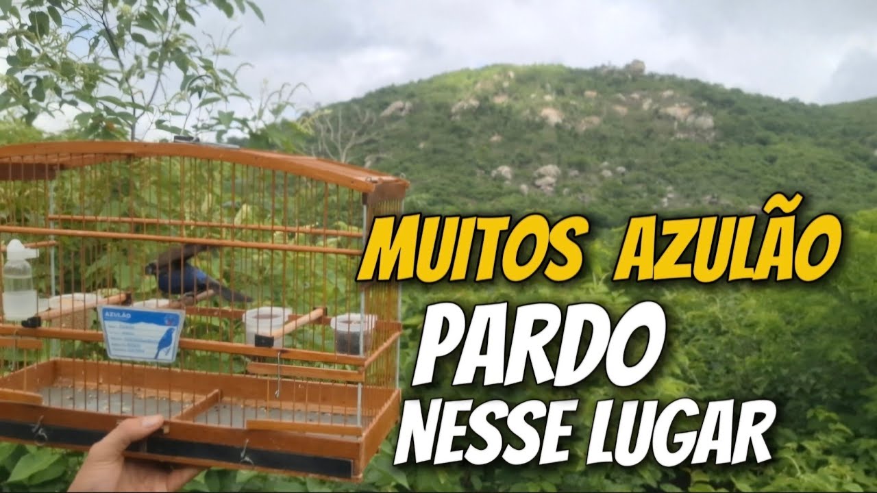 CAMPEADA DE AZULÃO NO SERROTE PEGAMOS O BARCO ⛵️ PARA ATRAVESSAR O RIO FOI DIFÍCIL CHEGAR NO SETOR!!